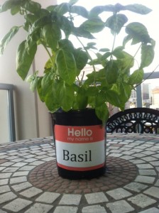 Basil_for_Pet_of_the_Week